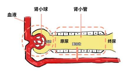 慢性肾病究竟是一种什么病?能治愈吗?